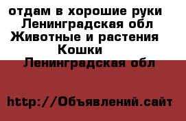 отдам в хорошие руки - Ленинградская обл. Животные и растения » Кошки   . Ленинградская обл.